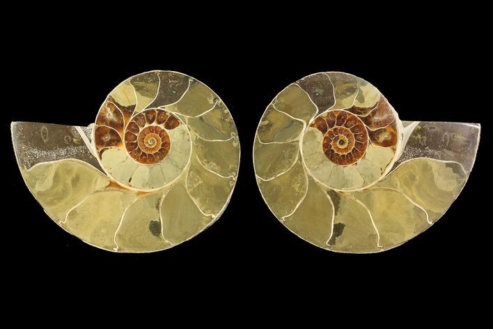 Cut & Polished Ammonite (Anapuzosia?) Pair - Madagascar #77409
